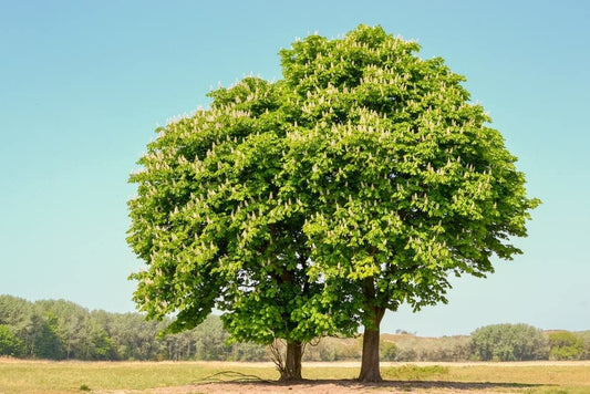 Chestnut Oak Tree Seedlings for Planting