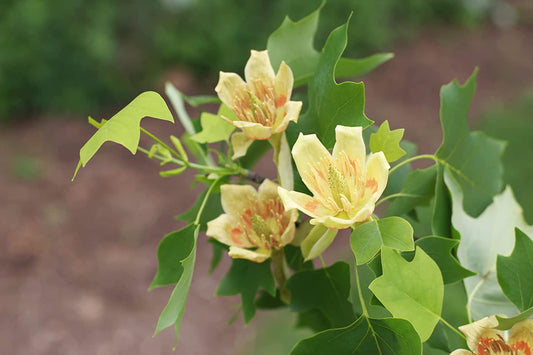 Tulip Poplar Tree Seedlings for Planting