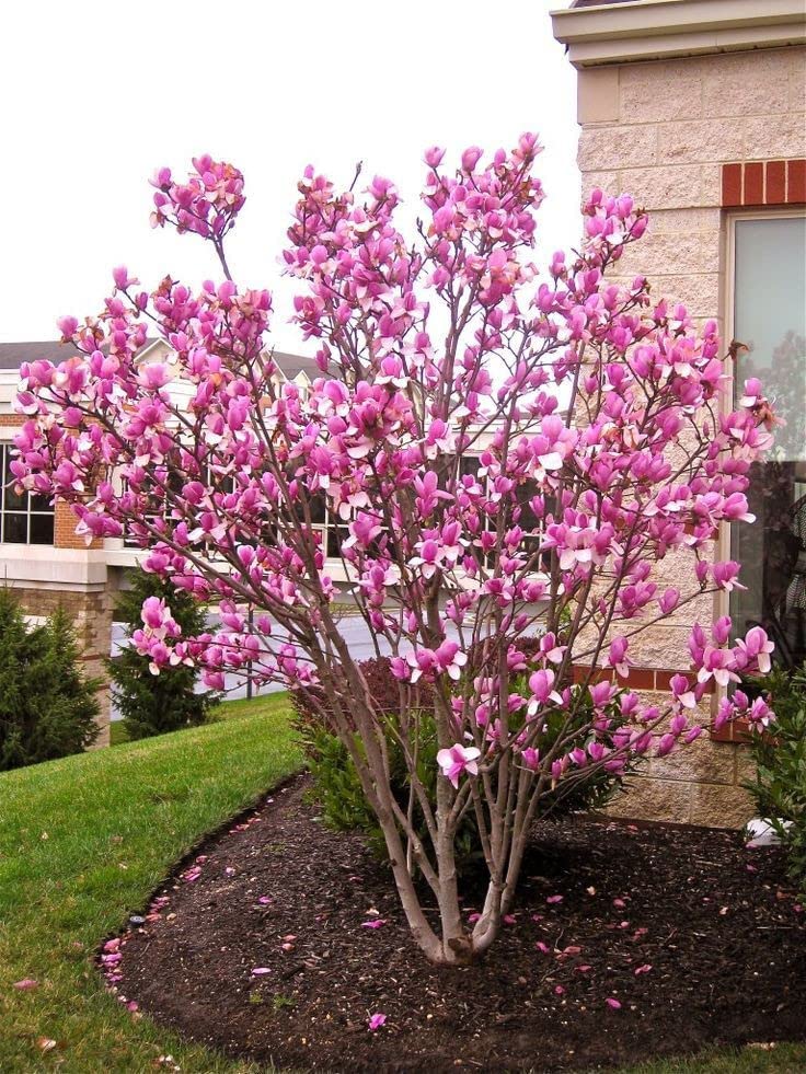 planting a saucer magnolia tree Saucer Magnolia Tree Seeds to Plant Trees with Flowers that Look Like – Curranfarms