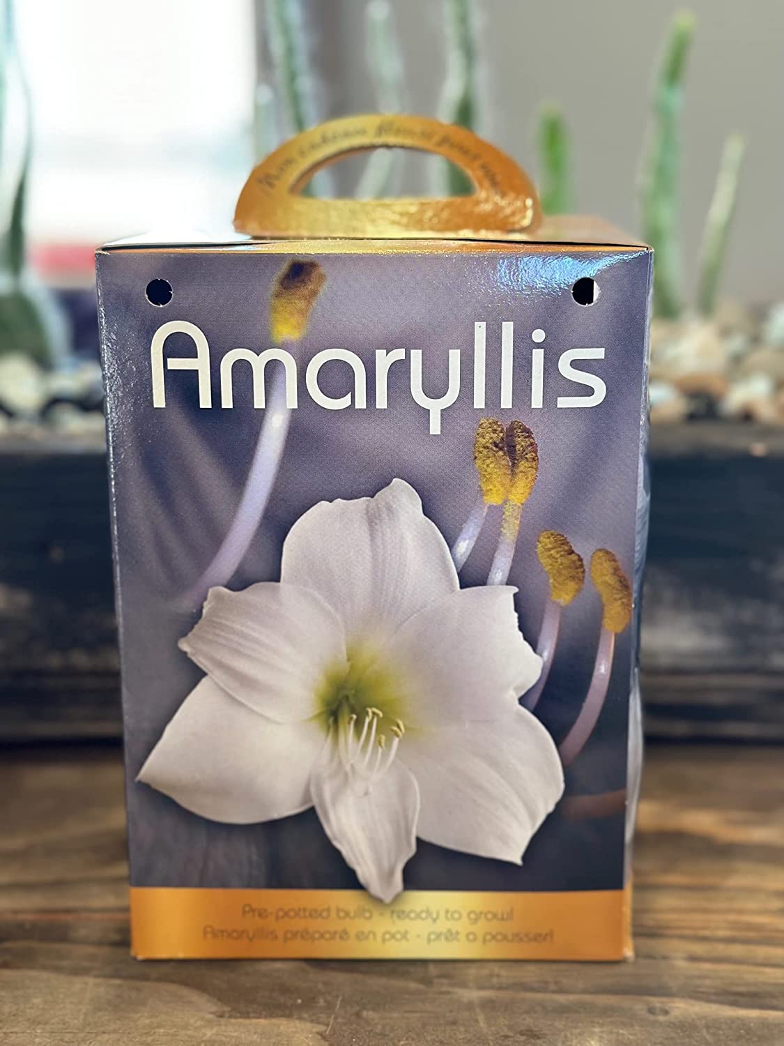 Amaryllis Grow Kit Pre Potted Amaryllis Bulb in Gift Box