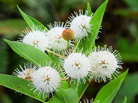 Buttonbush Seedlings to Plant