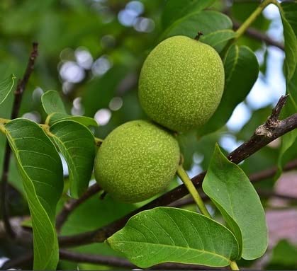 Black Walnut Tree Seedlings to Plant