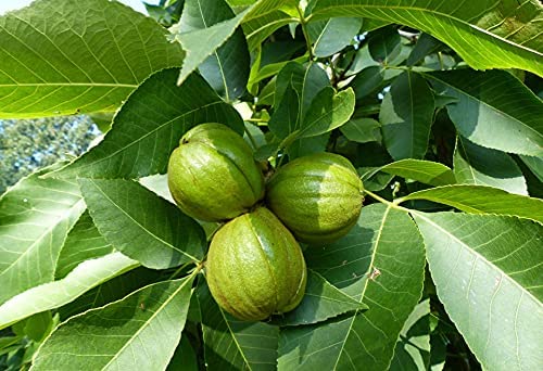 Shagbark Hickory Tree Seedlings to Plant