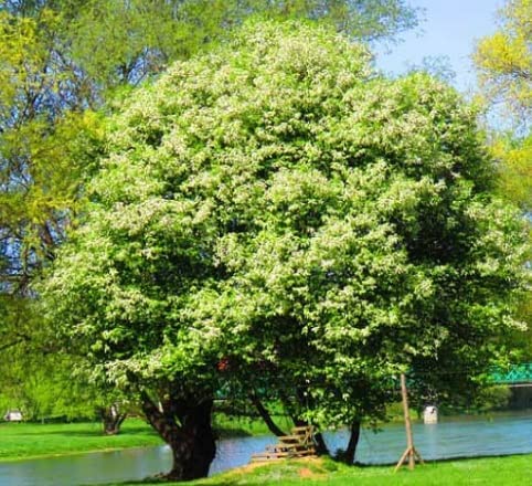 Black Cherry Tree Seedlings to Plant