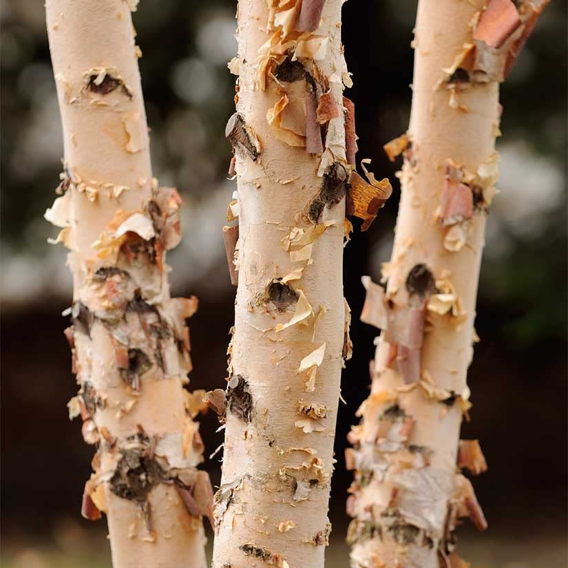 River Birch Tree Seedlings to Plant