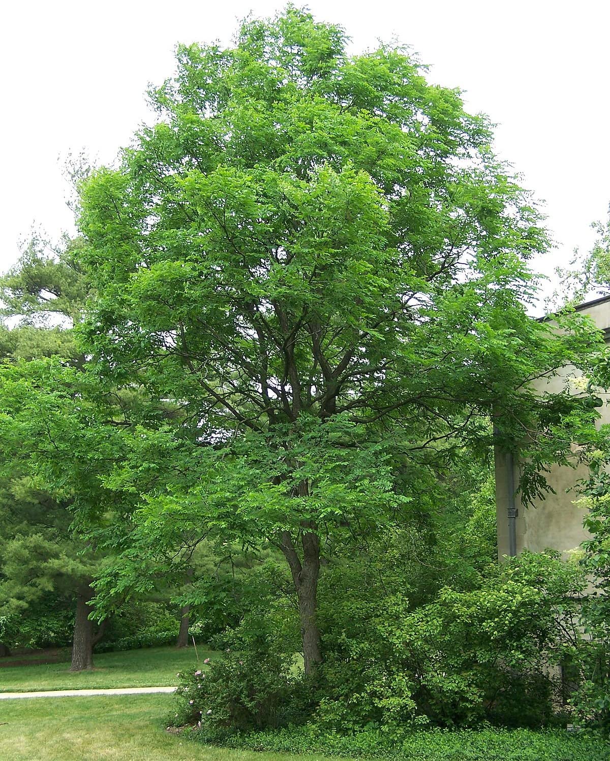 Kentucky Coffee Tree Seedlings to Plant