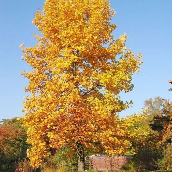 Tulip Poplar Tree Seedlings for Planting