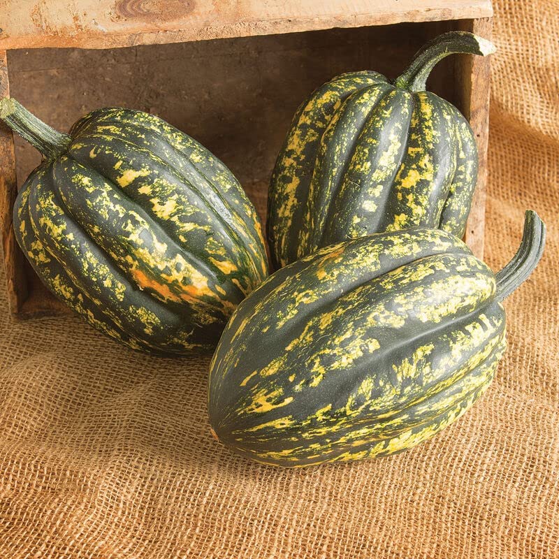 Starry Night Acorn Squash Seeds for Planting | Grow Your Own Fall Decor - Ships from Iowa, USA